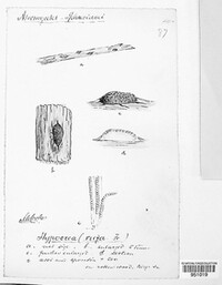 Trichoderma viride image